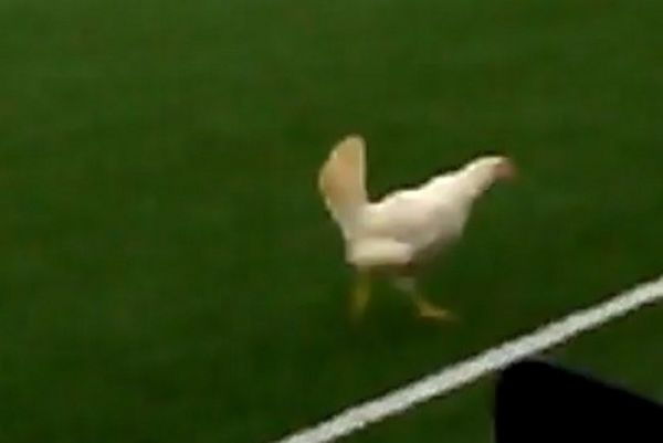 Βέλγιο: Δεν γίνονται αυτά! Χαμός με κότες στο γήπεδο (video)