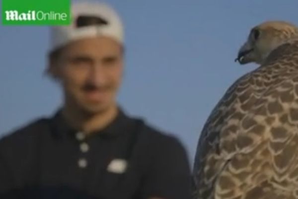 Παρί Σεν Ζερμέν: Ο Ιμπραΐμοβιτς, η έρημος και το... γεράκι! (video)