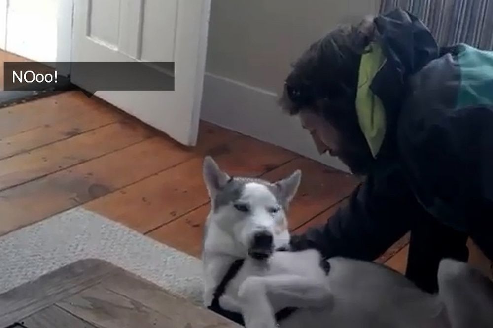 Απίστευτος σκύλος αρνείται να πάει… σπίτι του και το λέει! (video)