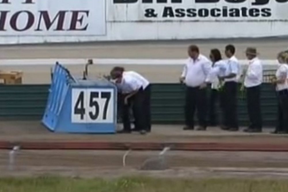 Νέα Ζηλανδία: Έτσι έζησαν τον σεισμό στις κυνοδρομίες (video)