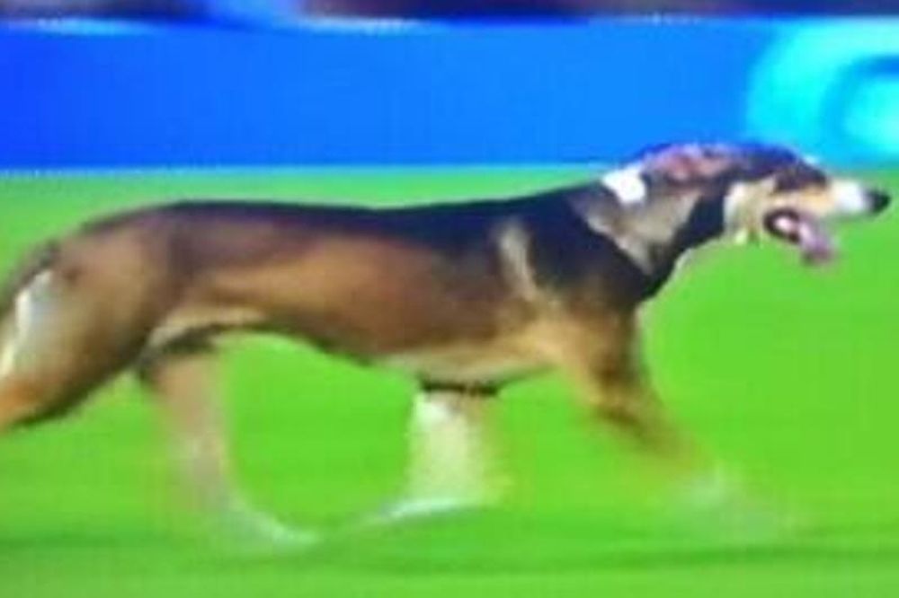 Αργεντινή: Σκύλος έκανε την ανάγκη του εν ώρα αγώνα! (photos+video)