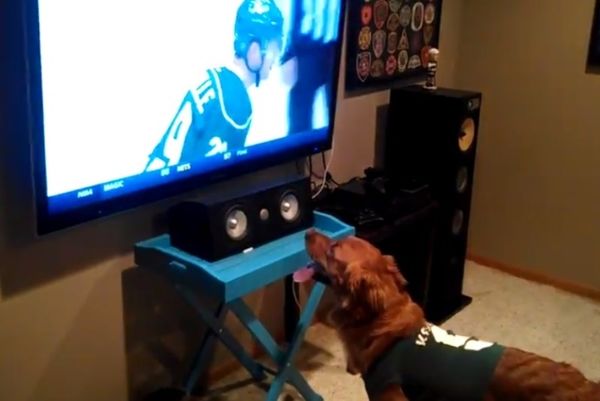 Χόκεϊ: Σκύλος βλέπει αγώνα και θέλει να μπει στην τηλεόραση! (video)