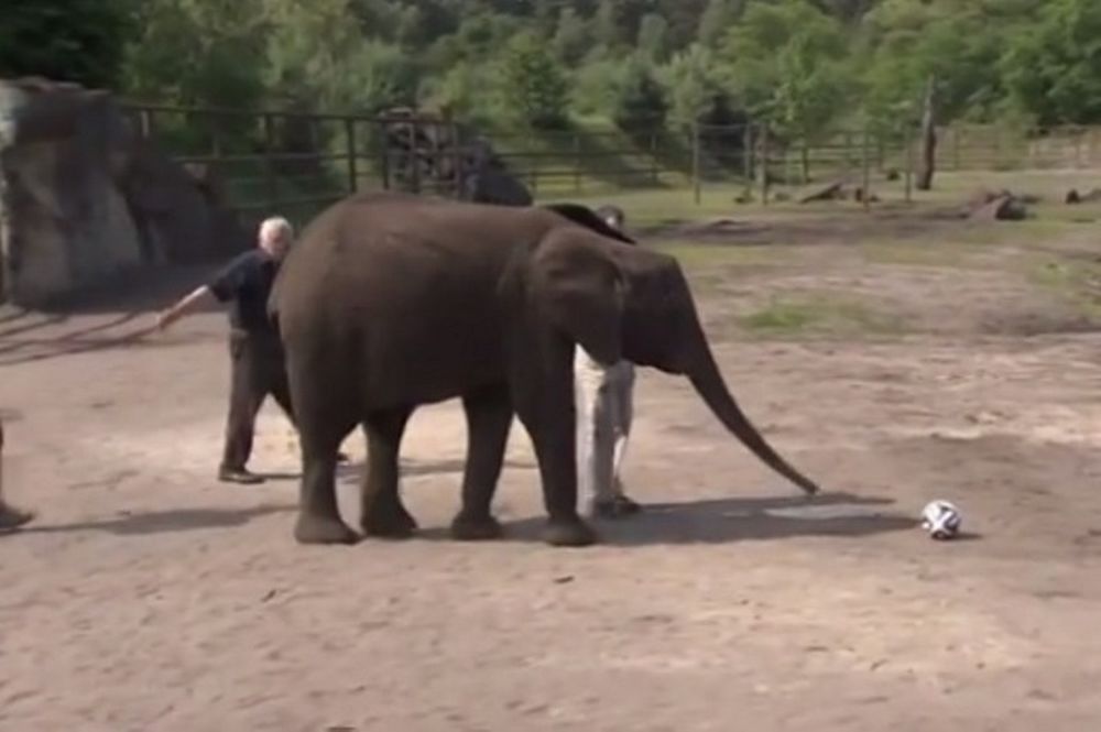 Μουντιάλ 2014: Από το χταπόδι στο… μέντιουμ - ελέφαντα! (video)