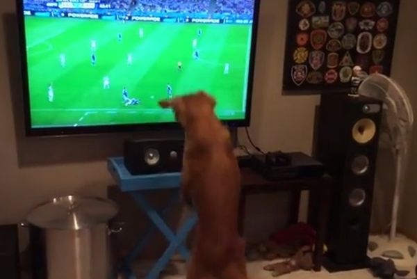 Παγκόσμιο Κύπελλο Ποδοσφαίρου 2014: Ο σκύλος που αγαπάει το Μουντιάλ (video)
