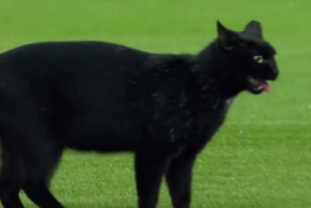Μπαρτσελόνα: Το… ντου της μαύρης γάτας (video)