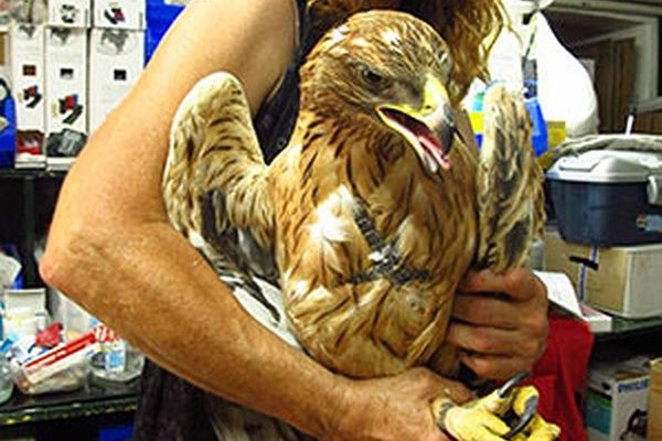 ΑΕΚ: Η δράση του Αετού! (photos)