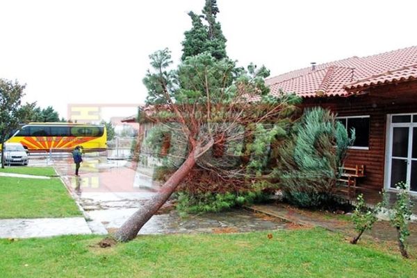 Ξεριζώθηκε δέντρο στα Πηγάδια!