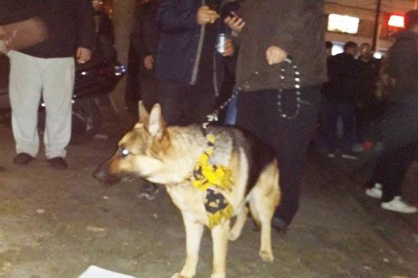 Και τα σκυλιά… ΑΕΚ είναι! (photos)