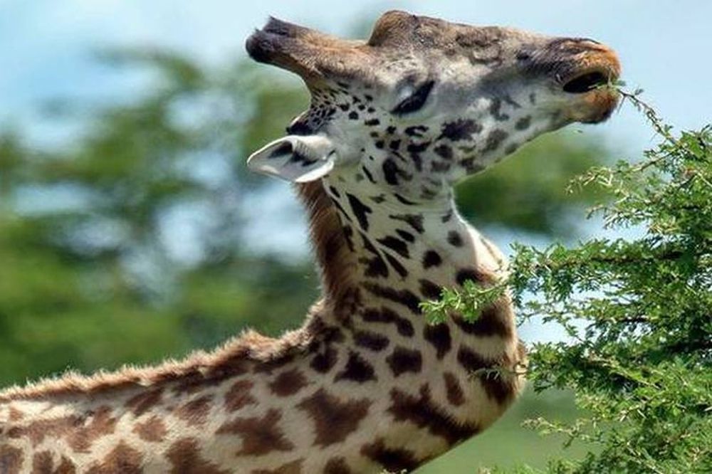 Καμηλοπάρδαλη ζούσε με σπασμένο… λαιμό για πέντε χρόνια! (video)