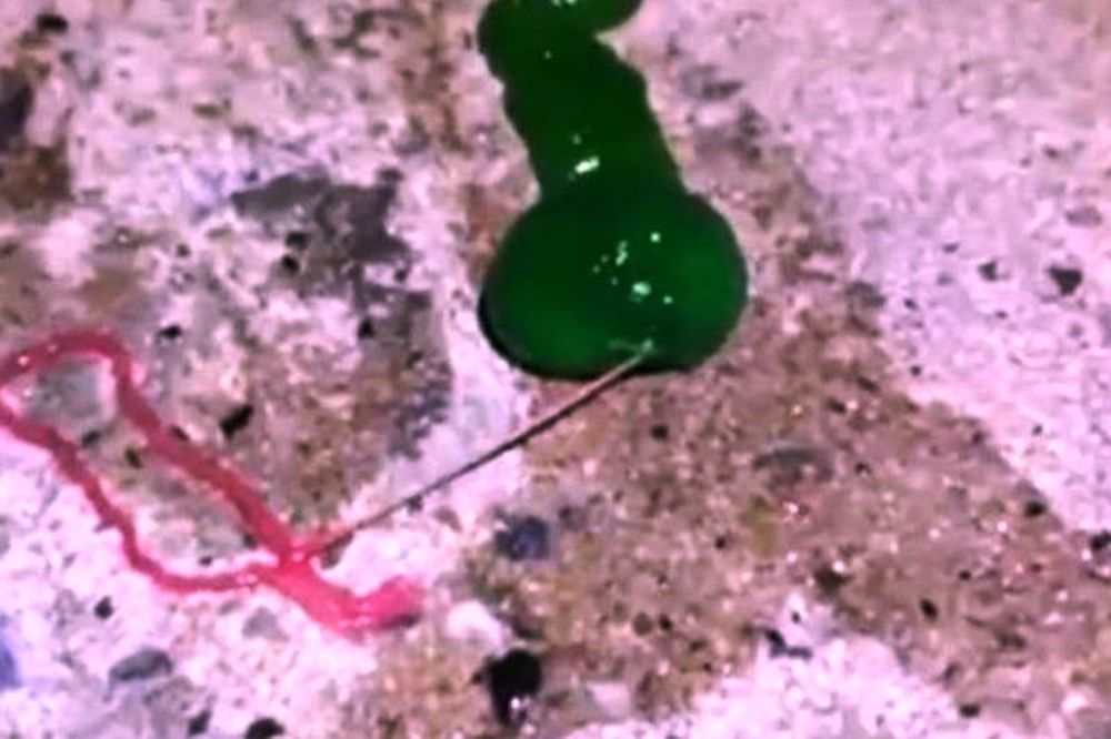 Αυτό το «απόκοσμο» σκουλήκι είναι τόσο εντυπωσιακό όσο και θανατηφόρο! (video)