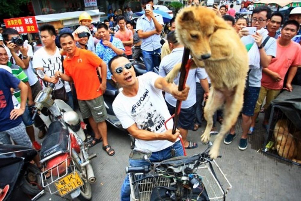 Το αποτρόπαιο έθιμο της Κίνας με τη σφαγή ζώων! (photos)