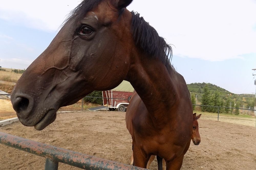 Ο, τι δεν ξέρετε για τα άλογα! (photos&video)