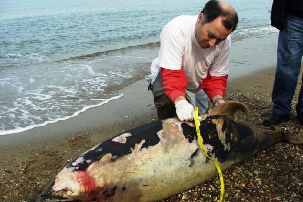 Ο... Άγιος των δελφινιών!   