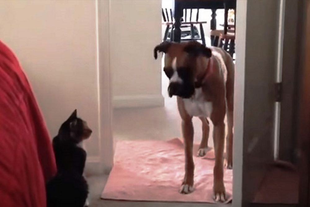Επικοί σκύλοι φοβούνται να περάσουν μπροστά από γάτες! (video)