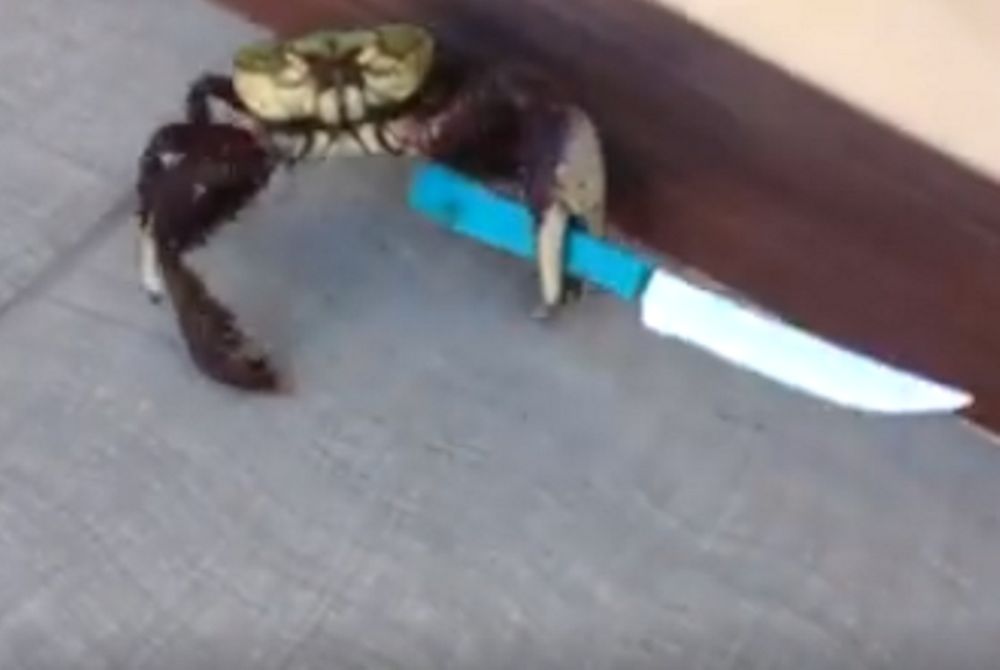 Έγινε viral o… Gangster Crab! (video)