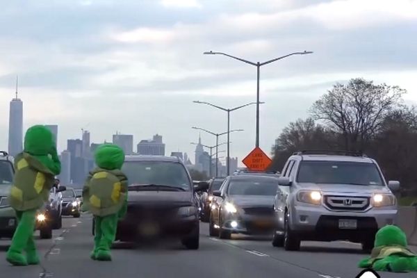 Πανικός: Οι χελώνες κατέκτησαν την Εθνική Οδό! (video)