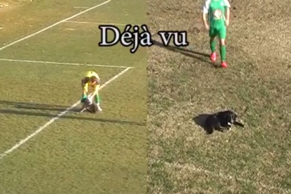 ΑΠΙΣΤΕΥΤΟ: Deja vu με σκύλο στις Σέρρες!