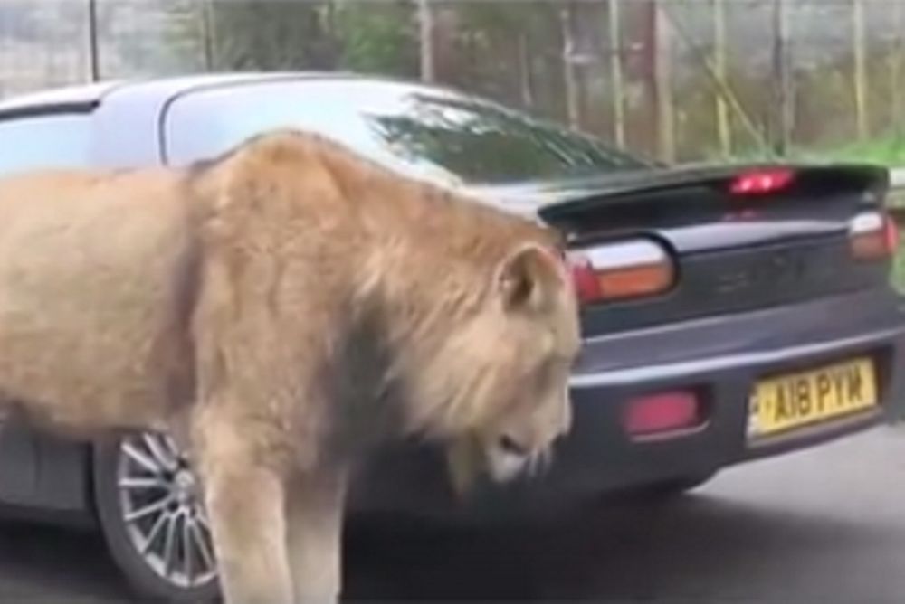 Τρελό: Λιοντάρι… μασούλησε αυτοκίνητο! (video)