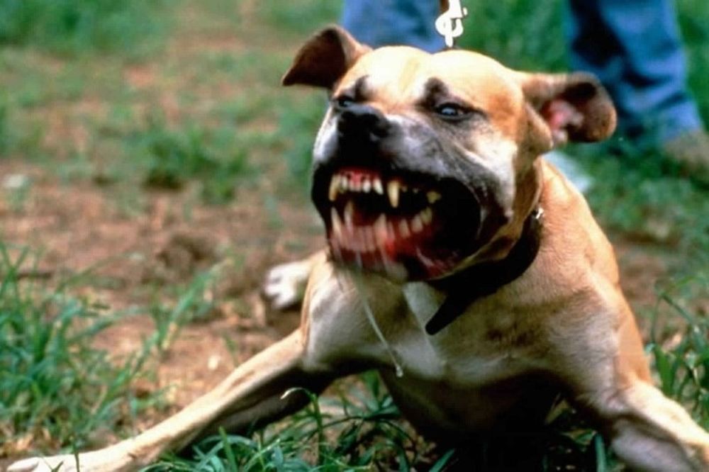 Κορόιδευε το pit bull, αλλά όταν αυτό λύθηκε… (video)