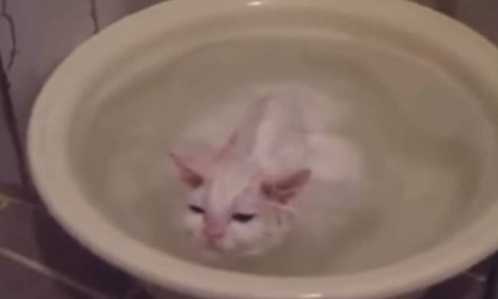Δε θα πιστεύετε στα μάτια σας! Η γάτα δε θέλει να τη βγάλουν από το μπάνιο της! (video)