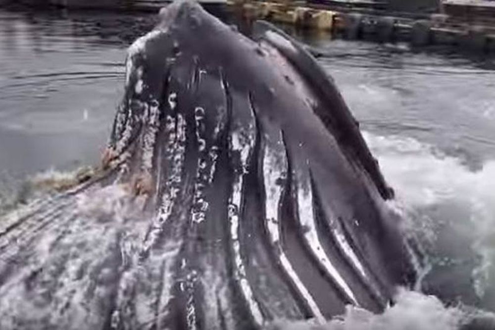 Φάλαινα σκόρπισε τον πανικό σε λιμάνι της Αλάσκας! (video)