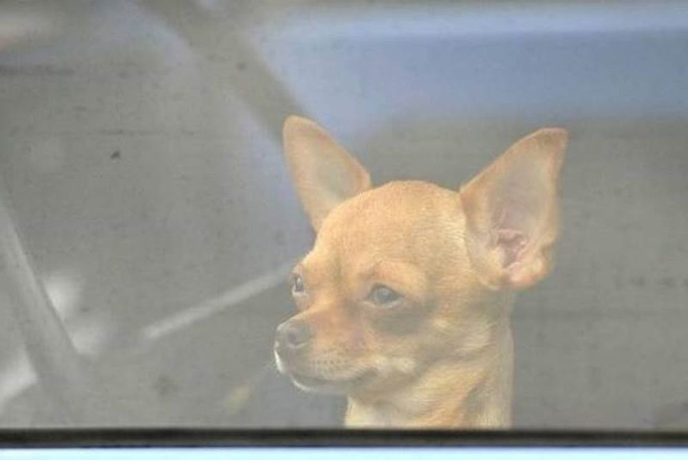 Απίστευτο: Άφησαν σκύλο μέσα σε αυτοκίνητο με κλειστά παράθυρα και το πιο περίεργο σημείωμα!