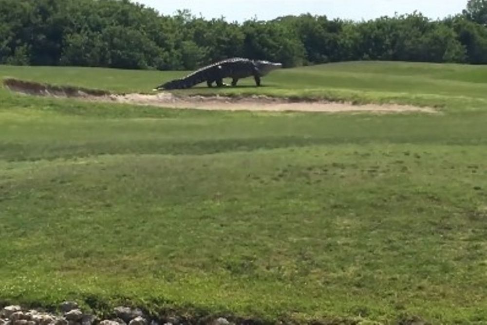 Απίστευτο! Γιγάντιος αλιγάτορας κάνει βόλτα σε γήπεδο γκολφ! (video)