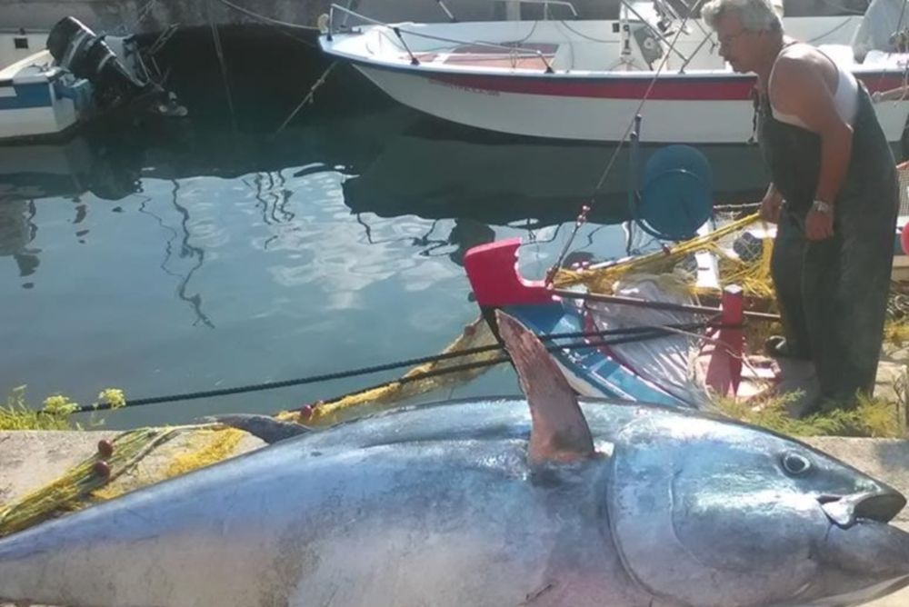  Απίστευτο: Ψαρεύτηκε τόνος 220 κιλών στην Κεφαλονιά! (photos)