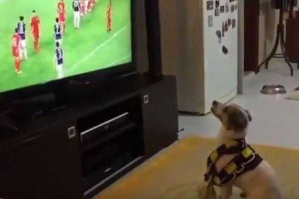 Σκύλος… πανηγυρίζει έξαλλα γκολ της Φενέρμπαχτσε! (video)