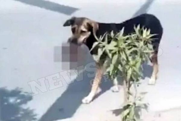 Σοκαριστικό βίντεο: Η στιγμή που ένα σκυλί κρατάει στο στόμα νεκρό βρέφος (ΣΚΛΗΡΕΣ ΕΙΚΟΝΕΣ)