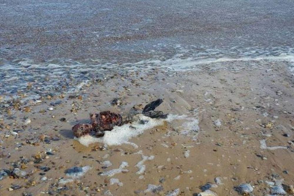Γοργόνα σε αποσύνθεση ξεβράστηκε σε παραλία της Βρετανίας (σκληρές εικόνες & video)