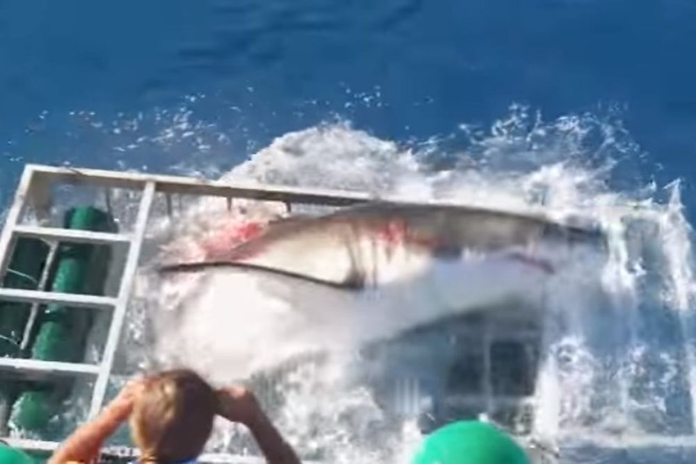 ΣΚΛΗΡΕΣ ΕΙΚΟΝΕΣ! Καρχαρίας έσπασε το κλουβί δύτη! (video)