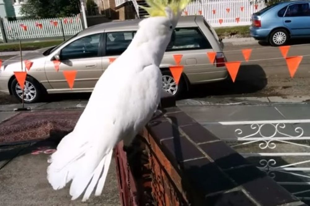 Τρελό γέλιο! Παπαγάλος στην Αυστραλία τραγουδά στα ελληνικά! (video)