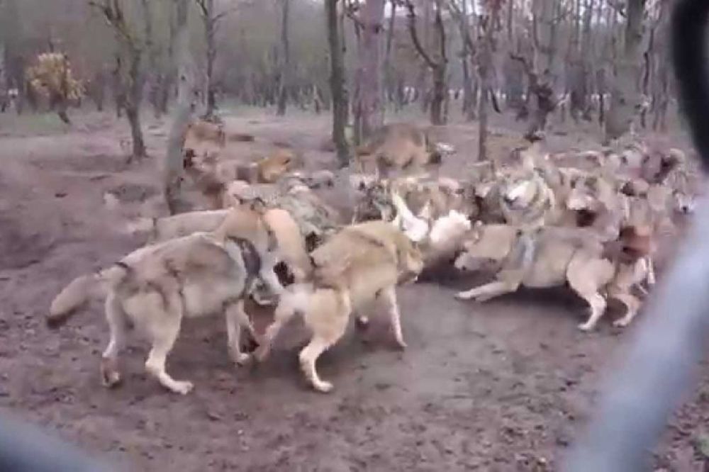 Λύκοι κάνουν επίθεση σε μοναχό… λύκο (video)