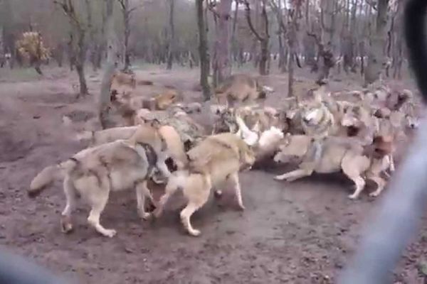 Λύκοι κάνουν επίθεση σε μοναχό… λύκο (video)