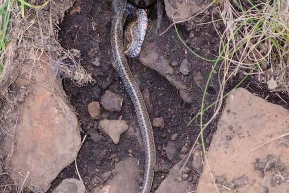 Φρικτές εικόνες: Βρέθηκε για πρώτη φορά αυτό το πλάσμα να καταβροχθίζει τεράστιο φίδι (photos)
