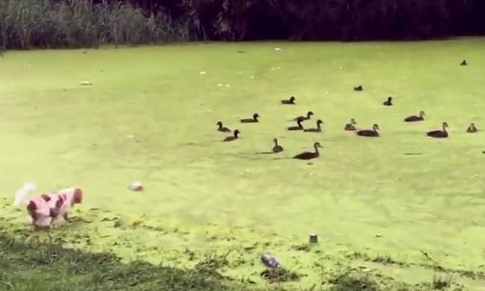  Ο σκυλάκος ήθελε να τρομάξει τις πάπιες αλλά μπέρδεψε τη λίμνη με γρασίδι! (video)