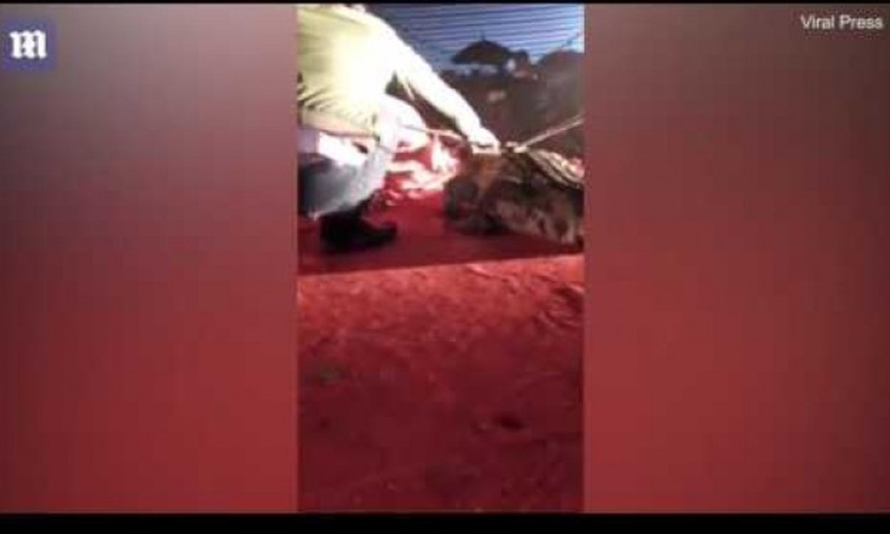 Βίντεο-σοκ: Κροκόδειλος αρπάζει από το κεφάλι άντρα!
