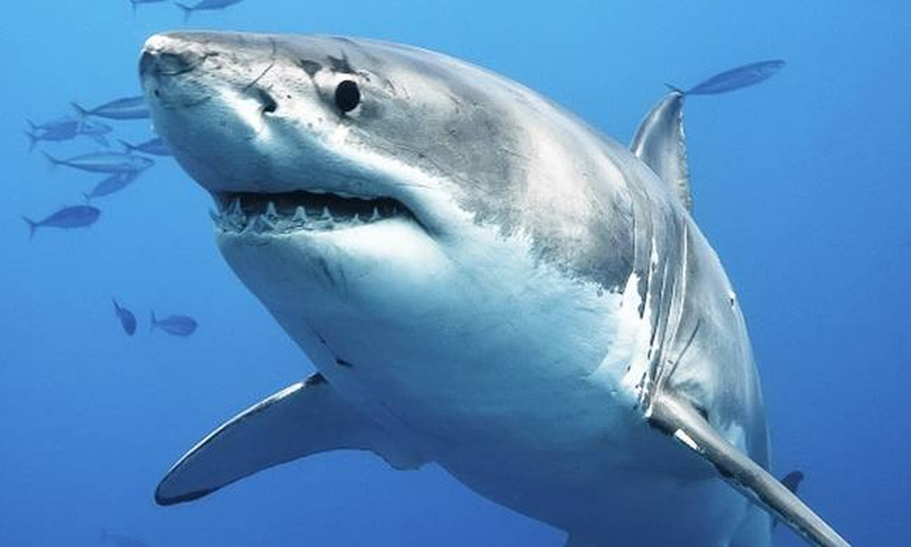 Προσοχή! Σ' αυτές τις παραλίες Ελλάδας και Ευρώπης θα σας επιτεθούν καρχαρίες