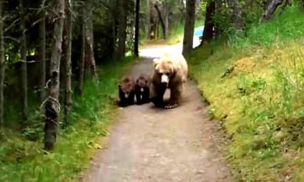 Ένας κουλ τύπος αντιμετωπίζει στα ίσια μια Γκρίζλι