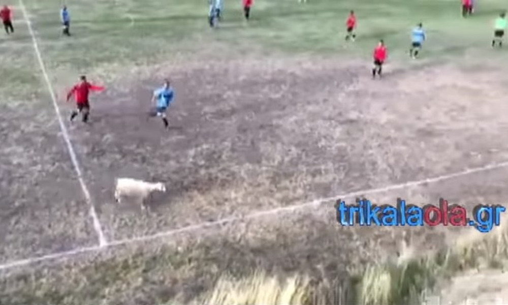 Κλάμα! Παίκτες κυνηγούν προβατίνα σε γήπεδο τοπικού πρωταθλήματος! (videos)