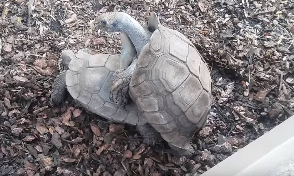 Η πρώτη χελώνα στον κόσμο που σώθηκε λόγω υπερβολικού... σεξ! (photos)