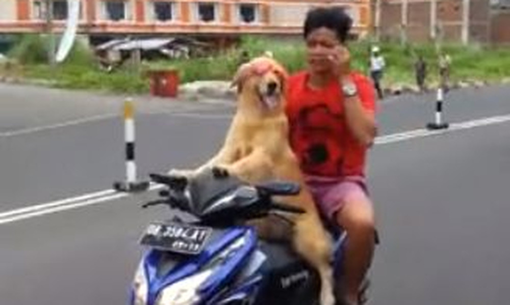 Βίντεο - έπος: Ο σκύλος… easy rider που οδηγά μηχανάκι!