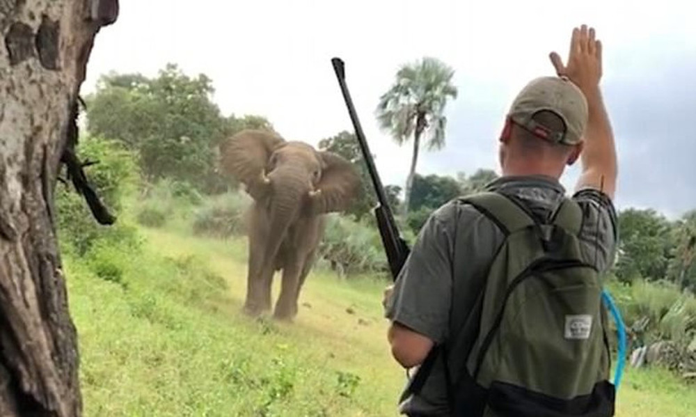 Απίστευτο: Με μια κίνηση σταμάτησε ελέφαντα επτά τόνων! (vid+pic)