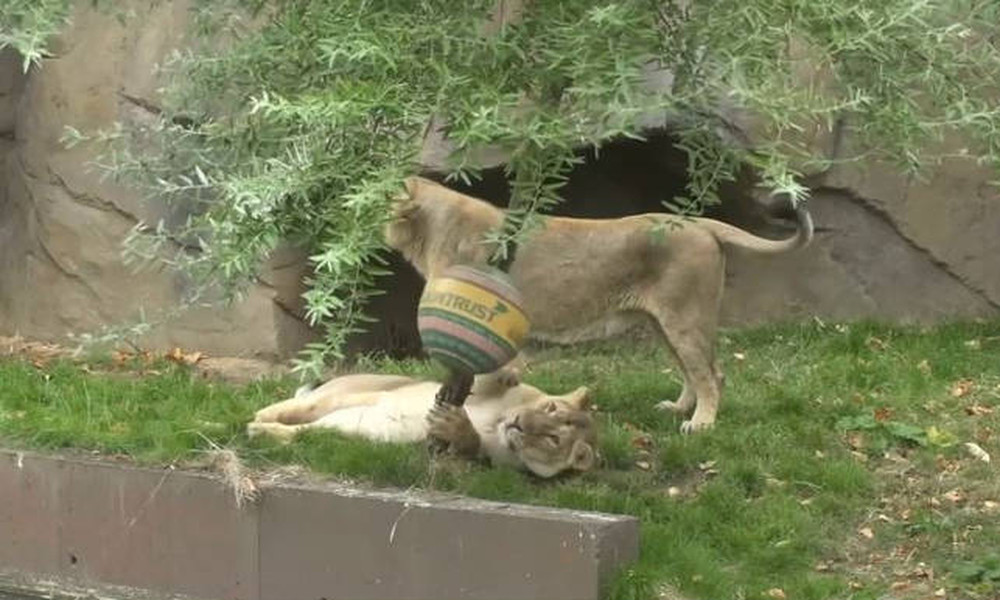 Τα λιοντάρια γιορτάζουν σήμερα και στο ζωολογικό κήπο του Λονδίνου τους έκαναν δώρα (video)
