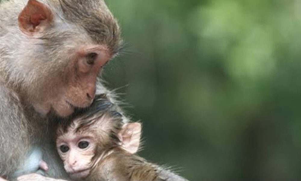 Μαϊμούδες δεν ξέρουν πώς να κρατήσουν το μικρό τους αγκαλιά (video) 