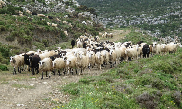 Να επέμβει η ΕΣΗΕΑ, ο ΠΣΑΤ, η ΕΟΚ και το ΝΑΤΟ… 