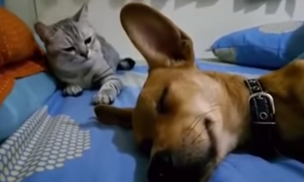 Σκύλος «αέριζεται» στο πρόσωπο της γάτας και η αντίδρασή της είναι επική (pics+vid)
