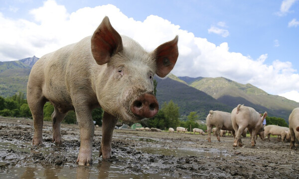 Φρικτός θάνατος 56χρονης: Την κατασπάραξαν τα γουρούνια