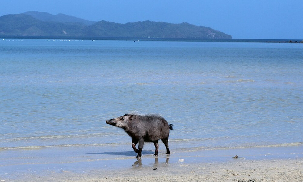Εικόνες – σοκ σε παραλία: Γουρούνι δάγκωσε άγρια γνωστό μοντέλο (pics)